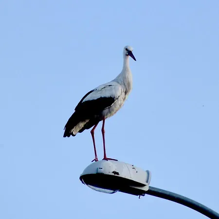 別荘 Bocian Nad Bugiem *