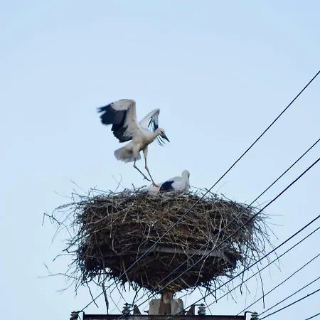 Bocian Nad Bugiem 別荘