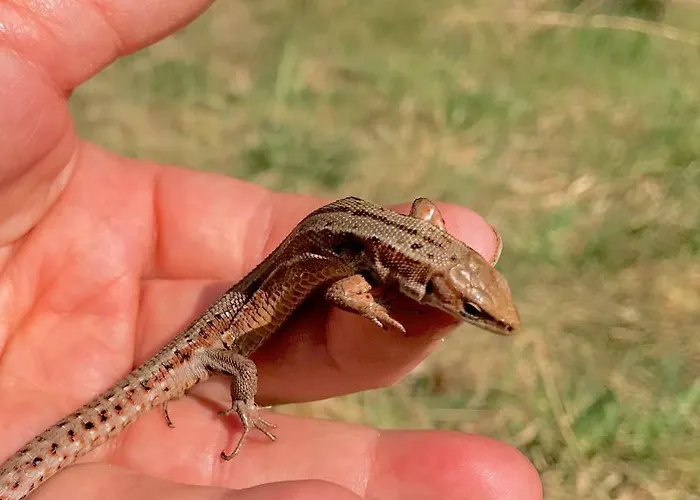 Bocian Nad Bugiem Mierzwice