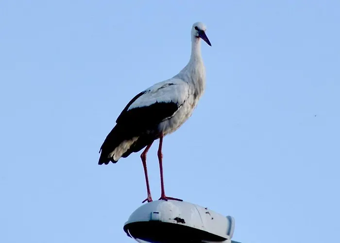 Semesterbostad Bocian Nad Bugiem *