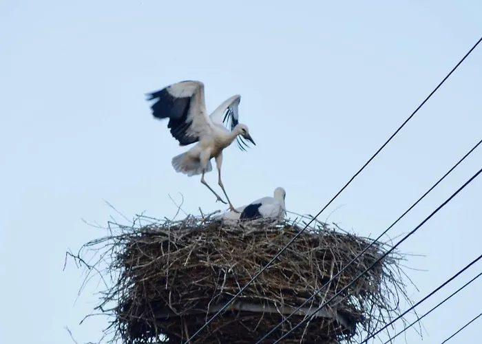 Bocian Nad Bugiem Semesterbostad